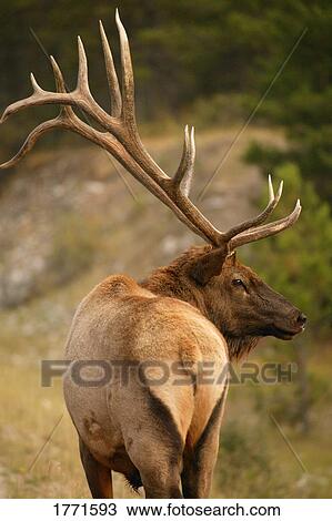 Elk View Large Photo Image Stock Image - Elk. Fotosearch