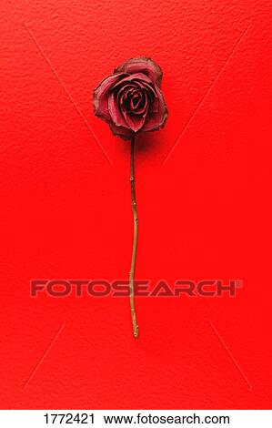Fading red rose View Large Photo Image Stock Image - Fading red rose. Fotosearch