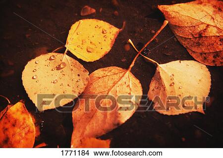 Fall leaves on ground View Large Photo Image Picture - Fall leaves on ground. Fotosearch