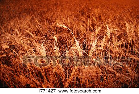 Stock Photo - Field of grain. Fotosearch