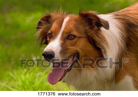 Stock Photograph - Friendly Dog. Fotosearch