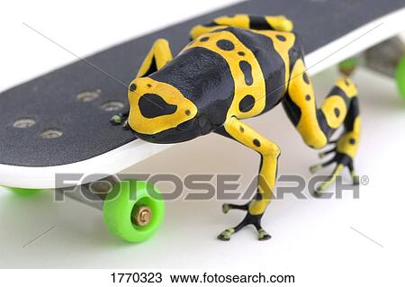 Stock Image - Frog on skateboard. Fotosearch