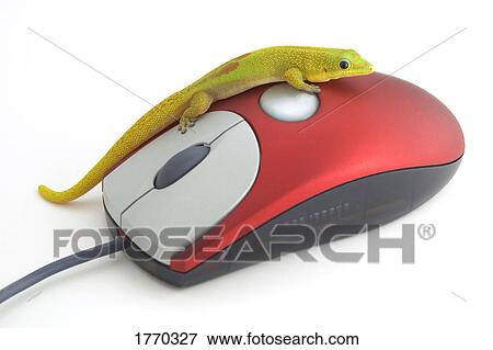 Stock Photo - Green reptile on computer mouse. Fotosearch