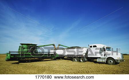 Harvest put in trailer View Large Photo Image Stock Image - Harvest put in trailer. Fotosearch
