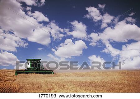 Harvest time View Large Photo Image Stock Image - Harvest time. Fotosearch