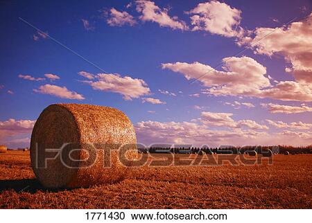 Hay bales in field View Large Photo Image Stock Image - Hay bales in field. Fotosearch