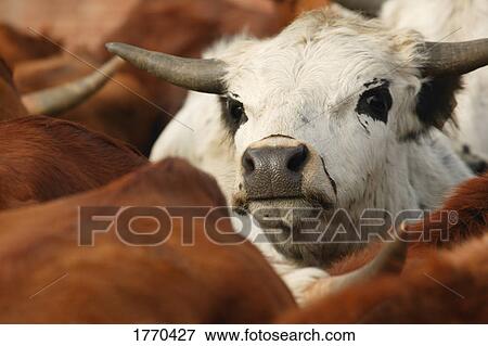 Herd of cattle View Large Photo Image Stock Photo - Herd of cattle. Fotosearch