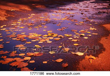 Stock Photograph - Leaves in water. Fotosearch