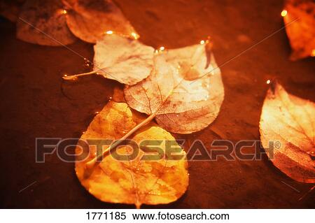 Stock Photography - Leaves in water. Fotosearch