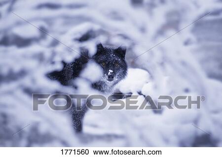 Lone wolf in snow View Large Photo Image Stock Image - Lone wolf in snow. Fotosearch