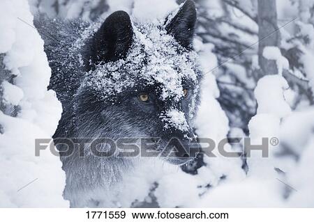 Lone wolf in snow View Large Photo Image Stock Photo - Lone wolf in snow. Fotosearch