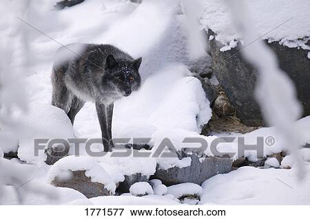 Stock Photo - Lone wolf in snow. Fotosearch