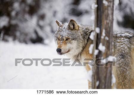 Stock Photograph - Lone wolf in snow. Fotosearch