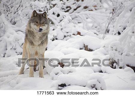 Lone wolf View Large Photo Image Stock Image - Lone wolf. Fotosearch