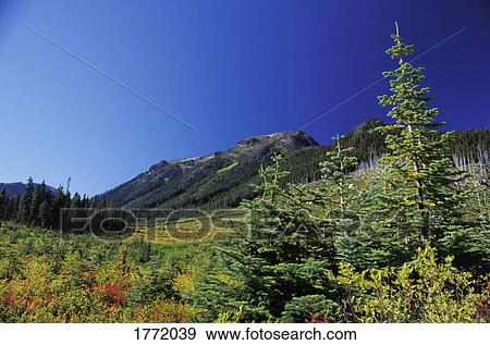 Mountain forest View Large Photo Image Stock Photo - Mountain forest. Fotosearch
