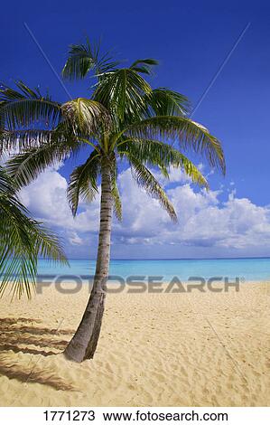 Palm tree on tropical beach View Large Photo Image Stock Image - Palm tree on tropical beach. Fotosearch