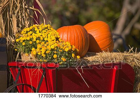 Pumpkins at Harvest Time View Large Photo Image Picture - Pumpkins at Harvest Time. Fotosearch