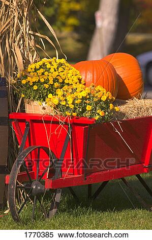 Pumpkins at Harvest Time View Large Photo Image Stock Photography - Pumpkins at Harvest Time. Fotosearch