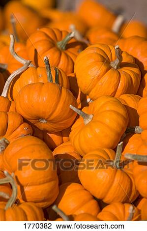 Stock Image - Pumpkins. Fotosearch