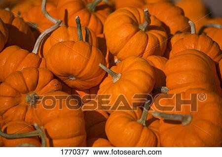 Pumpkins View Large Photo Image Stock Photo - Pumpkins. Fotosearch