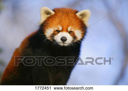 Red panda View Large Photo Image Stock Image - Red panda. Fotosearch