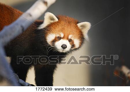 Red panda View Large Photo Image Stock Photo - Red panda. Fotosearch