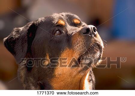 Rottwieller face View Large Photo Image Stock Image - Rottwieller face. Fotosearch