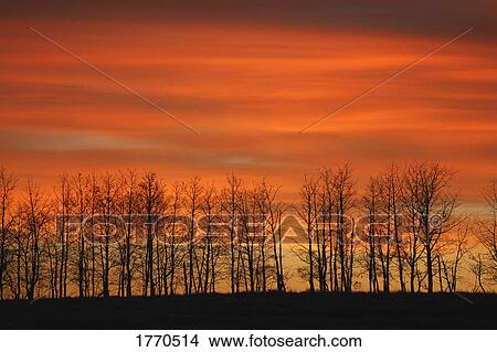 Picture - Silhouette of trees against sunset. Fotosearch
