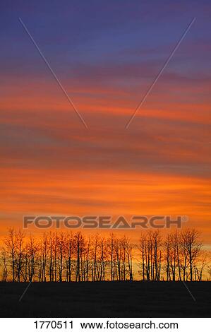 Stock Image - Silhouette of trees against sunset. Fotosearch