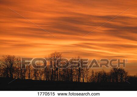 Silhouette of trees against sunset View Large Photo Image Stock Photography - Silhouette of trees against sunset. Fotosearch