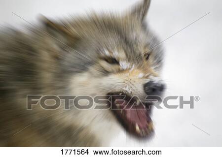 Snarling wolf View Large Photo Image Picture - Snarling wolf. Fotosearch