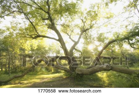 Stock Photo - Spider like tree. Fotosearch