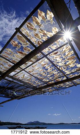Stock Image - Squid on drying rack. Fotosearch