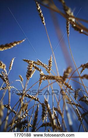 Strands of wheat View Large Photo Image Stock Photo - Strands of wheat. Fotosearch