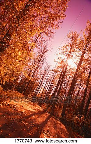 Stock Image - Sun shining through Autumn trail. Fotosearch