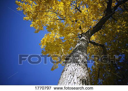 Stock Photo - Tall tree in autumn. Fotosearch