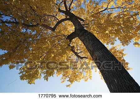 Stock Photography - Tall tree with golden foliage. Fotosearch