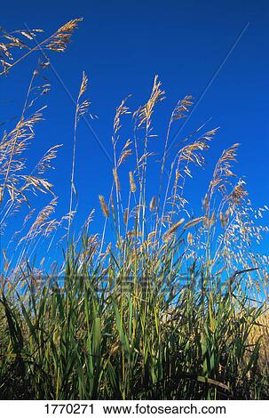 Stock Image - Tall wheat. Fotosearch