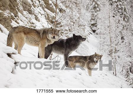 Stock Photography - Three wolves in winter. Fotosearch