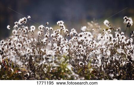 Stock Photography - Weeds. Fotosearch