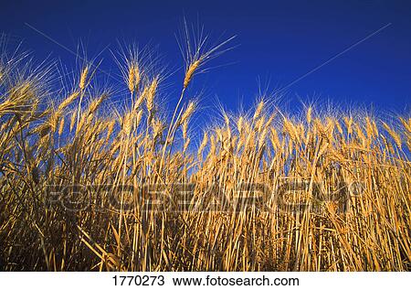 Wheat field against blue sky View Large Photo Image Stock Image - Wheat field against blue sky. Fotosearch