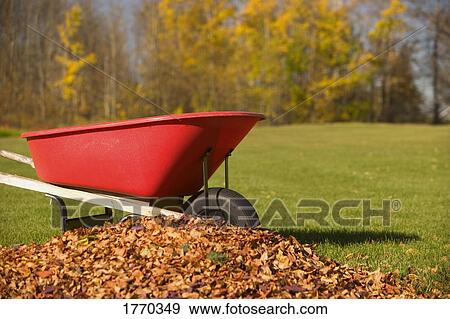 Wheel barrel beside pile of leaves View Large Photo Image Stock Photo - Wheel barrel beside pile of leaves. Fotosearch