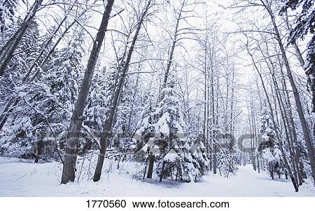 Winter Wonderland View Large Photo Image Stock Image - Winter Wonderland. Fotosearch