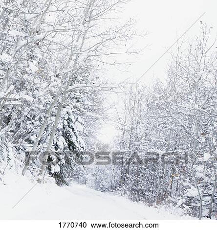 Stock Image - Winter wonderland. Fotosearch