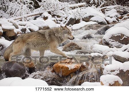 Stock Image - Wolf crossing river. Fotosearch