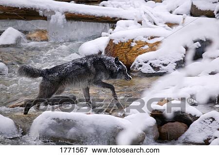 Wolf crossing river View Large Photo Image Stock Photo - Wolf crossing river. Fotosearch
