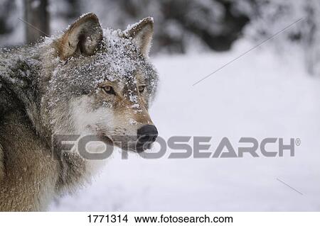 Wolf View Large Photo Image Picture - Wolf. Fotosearch
