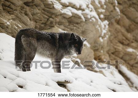 Picture - Wolf. Fotosearch