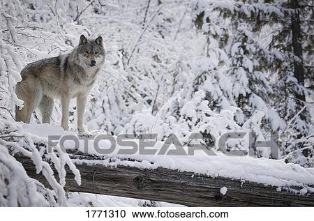 Wolf View Large Photo Image Stock Image - Wolf. Fotosearch