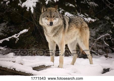 Wolf View Large Photo Image Stock Image - Wolf. Fotosearch